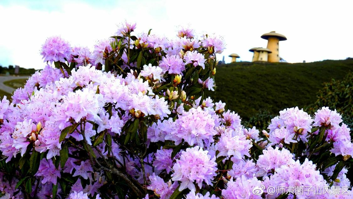 近期音频推广高端化定制您的品牌 IP:企业营销推广的高效账号解决方案,抖音粉丝死粉自助下单平台：自助下单提升粉丝活跃度有效互动增长助手